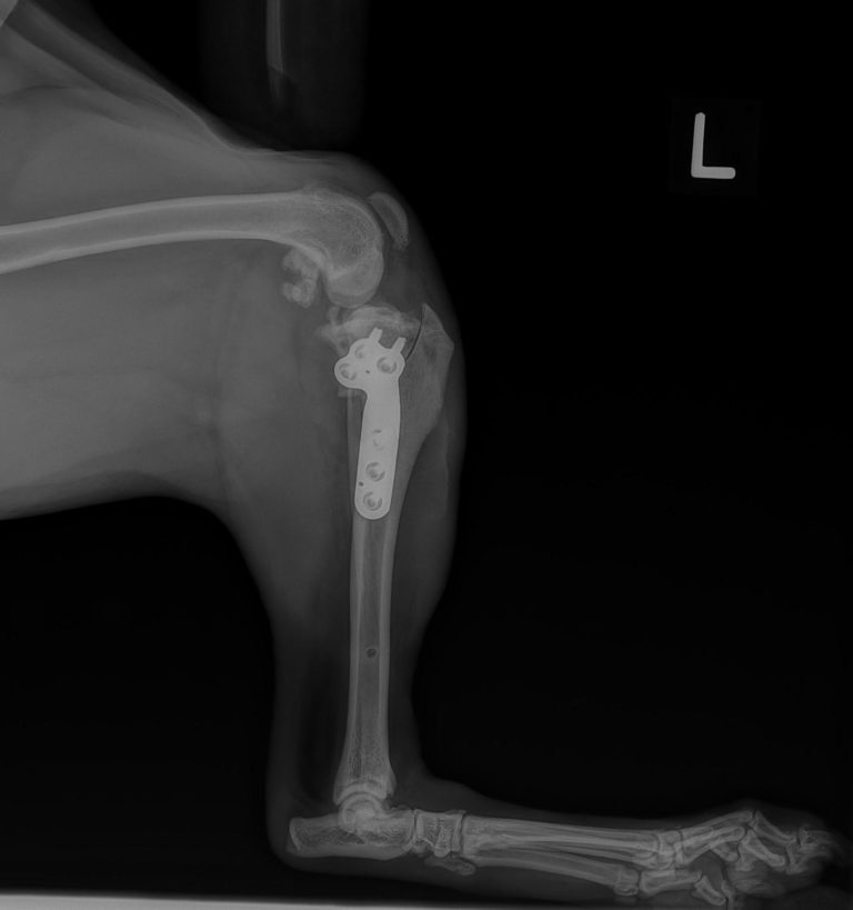 TPLO Steeples Veterinary Clinic